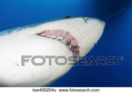 Male great white shark showing teeth, Guadalupe Island, Mexico. View Large Photo Image Stock Photograph - Male great white shark showing teeth, Guadalupe Island, Mexico.. Fotosearch