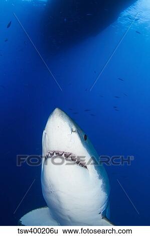 Male great white shark showing teeth, Guadalupe Island, Mexico. View Large Photo Image Stock Photograph - Male great white shark showing teeth, Guadalupe Island, Mexico.. Fotosearch