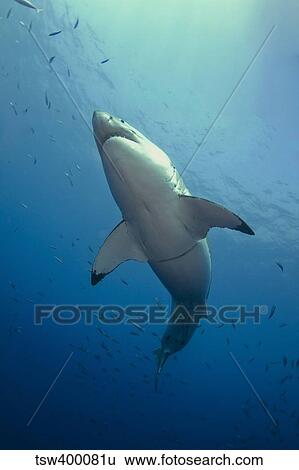 Male Great White Shark's belly, Guadalupe Island, Mexico. View Large Photo Image Stock Photograph - Male Great White Shark's belly, Guadalupe Island, Mexico.. Fotosearch