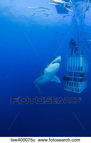 Male Great White with cage, Guadalupe Island, Mexico. View Large Photo Image Stock Photograph - Male Great White with cage, Guadalupe Island, Mexico.. Fotosearch