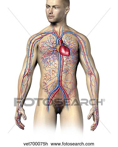 Drawing - Male human circulatory system, upper body.. Fotosearch