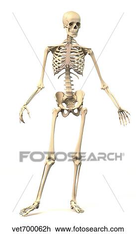 Drawing - Male human skeleton in dynamic posture, front view.. Fotosearch