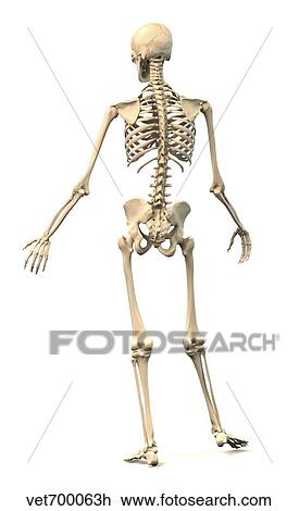Male human skeleton in dynamic posture, rear view. View Large Illustration Drawing - Male human skeleton in dynamic posture, rear view.. Fotosearch