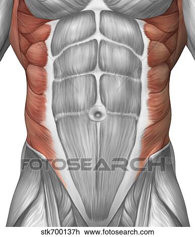 Male muscle anatomy of the abdominal wall. View Large Illustration Drawing - Male muscle anatomy of the abdominal wall.. Fotosearch