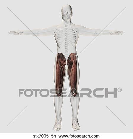Drawing - Male muscle anatomy of the human legs, anterior view.. Fotosearch