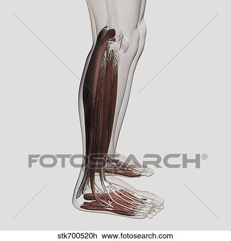 Drawing - Male muscle anatomy of the human legs, anterior view.. Fotosearch