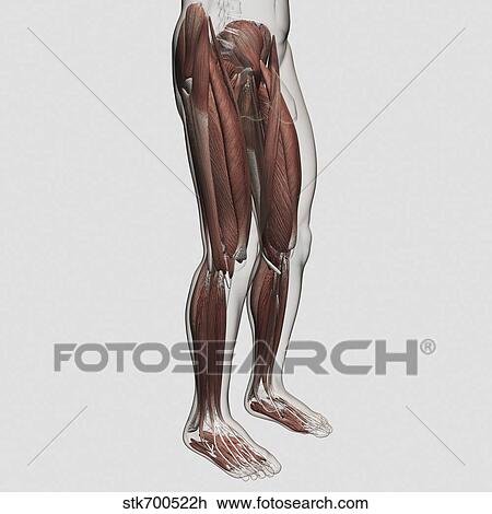 Drawing - Male muscle anatomy of the human legs, anterior view.. Fotosearch