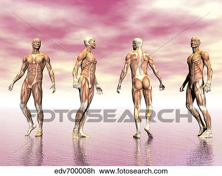 Drawing - Male muscular system from four points of view, pink background.. Fotosearch