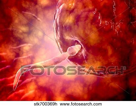 Drawing - Male reproductive sperm entering the egg.. Fotosearch