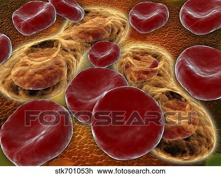 Drawing - Malria spores in the human blood stream.. Fotosearch