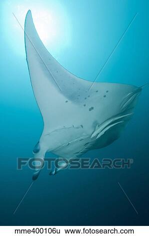 Stock Photograph - Manta Ray, Ari and Male Atoll, Maldives.. Fotosearch