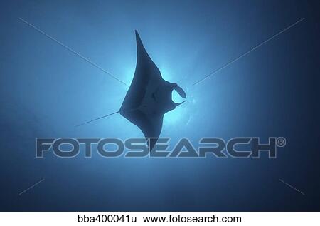 Manta ray gliding through sunburst. View Large Photo Image Stock Photograph - Manta ray gliding through sunburst.. Fotosearch