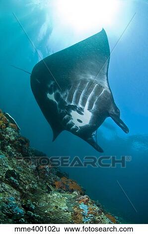 Manta Ray, Komodo, Indonesia. View Large Photo Image Stock Photograph - Manta Ray, Komodo, Indonesia.. Fotosearch