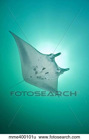 Manta Ray with white belly, Komodo, Indonesia. View Large Photo Image Stock Photograph - Manta Ray with white belly, Komodo, Indonesia.. Fotosearch