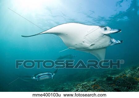 Stock Photograph - Manta Rays, Komodo, Indonesia.. Fotosearch