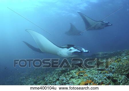 Stock Photograph - Manta Rays, Komodo, Indonesia.. Fotosearch