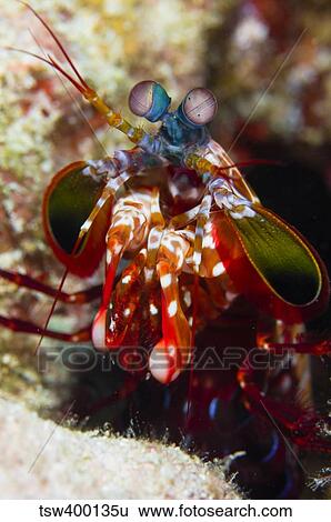 Mantis Shrimp, Australia. View Large Photo Image Stock Photograph - Mantis Shrimp, Australia.. Fotosearch