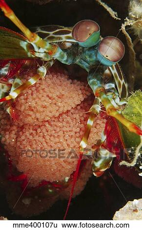 Mantis shrimp with egg clutch, North Sulawesi, Indonesia. View Large Photo Image Stock Photograph - Mantis shrimp with egg clutch, North Sulawesi, Indonesia.. Fotosearch