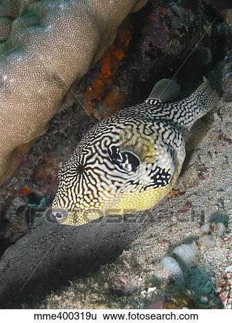 Stock Photograph - Map Pufferfish (Arothron mappa), Indonesia.. Fotosearch