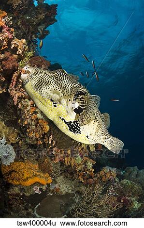 Stock Photograph - Map Pufferfish, Indonesia.. Fotosearch