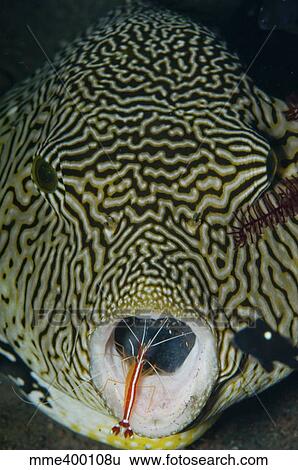 Stock Photograph - Map pufferfish with red cleaner shrimp, Bali, Indonesia.. Fotosearch