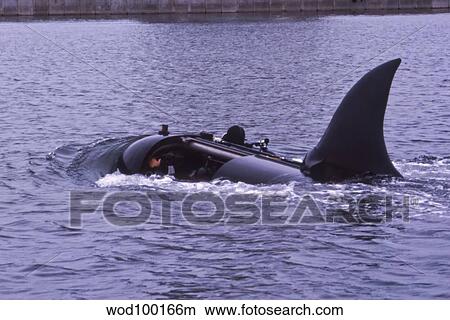 Mark 8 Seal Delivery Vehicle with a large shark-like fin attached. View Large Photo Image Picture - Mark 8 Seal Delivery Vehicle with a large shark-like fin attached.. Fotosearch