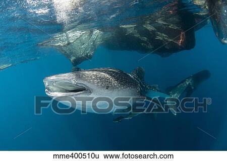 Stock Photograph - Massive whale shark swimming under fishing nets with remora in tow.. Fotosearch
