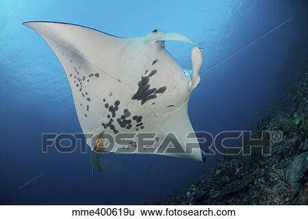 Massive white-bellied reef manta ray defecating. View Large Photo Image Stock Photograph - Massive white-bellied reef manta ray defecating.. Fotosearch