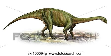 Massospondylus carinatus, a prehistoric era dinosaur. View Large Illustration Stock Illustration - Massospondylus carinatus, a prehistoric era dinosaur.. Fotosearch