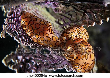 Mating Flamingo Tongue Cowries on a purple sea fan. View Large Photo Image Stock Photograph - Mating Flamingo Tongue Cowries on a purple sea fan.. Fotosearch