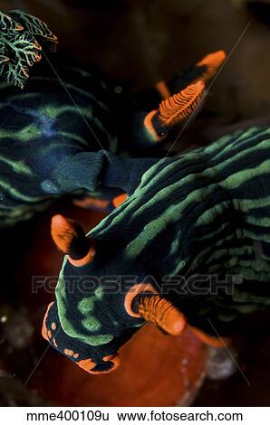 Stock Photograph - Mating Nembrotha kubaryana sea slugs, North Sulawesi, Indonesia.. Fotosearch