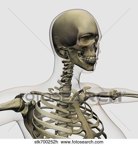 Drawing - Medical illustration of a woman's skull and skeletal system.. Fotosearch