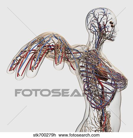 Medical illustration of arteries, veins and lymphatic system in female chest area. View Large Illustration Drawing - Medical illustration of arteries, veins and lymphatic system in female chest area.. Fotosearch