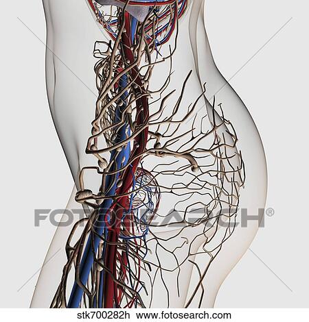 Drawing - Medical illustration of arteries, veins and lymphatic system in female midsection.. Fotosearch