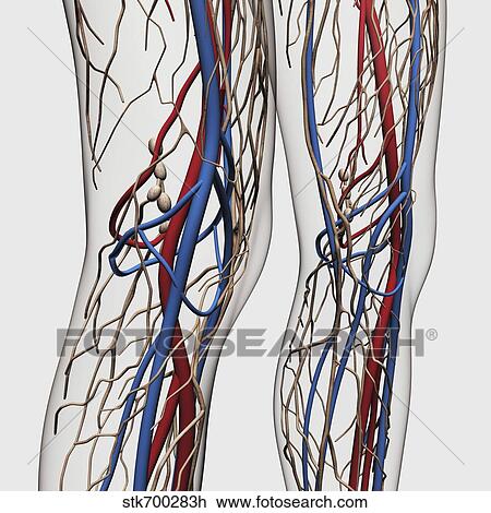 Medical illustration of arteries, veins and lymphatic system in human legs. View Large Illustration Drawing - Medical illustration of arteries, veins and lymphatic system in human legs.. Fotosearch