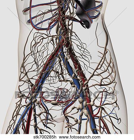 Medical illustration of arteries, veins and lymphatic system in female midsection. View Large Illustration Drawing - Medical illustration of arteries, veins and lymphatic system in female midsection.. Fotosearch