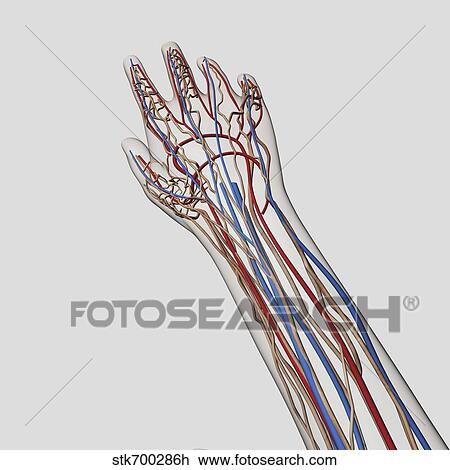 Medical illustration of arteries, veins and lymphatic system in hand and arm. View Large Illustration Drawing - Medical illustration of arteries, veins and lymphatic system in hand and arm.. Fotosearch
