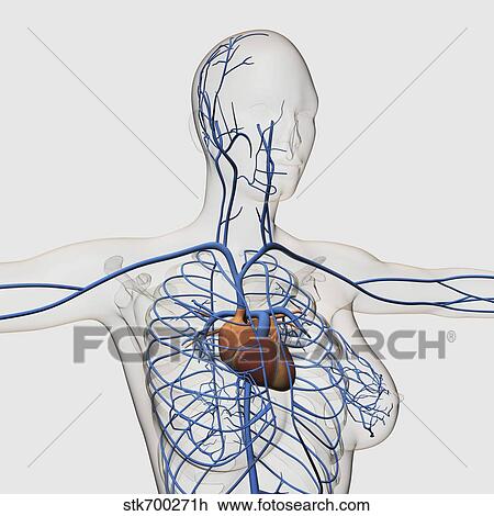 Medical illustration of circulatory system with heart and veins. View Large Illustration Drawing - Medical illustration of circulatory system with heart and veins.. Fotosearch