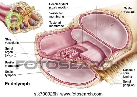 Medical illustration of endolymph in the membranous labyrinth of the inner ear. View Large Illustration Drawing - Medical illustration of endolymph in the membranous labyrinth of the inner ear.. Fotosearch