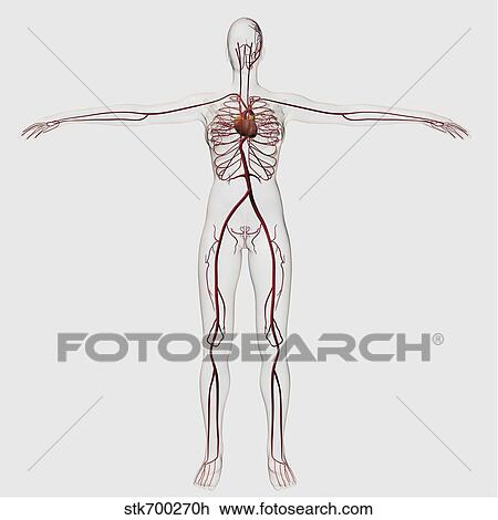 Medical illustration of female circulatory system with heart and arteries. View Large Illustration Drawing - Medical illustration of female circulatory system with heart and arteries.. Fotosearch