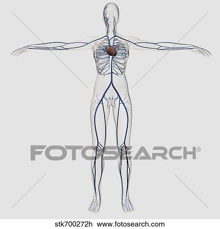Drawing - Medical illustration of female circulatory system with heart and veins.. Fotosearch
