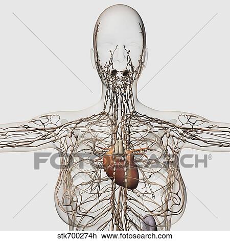 Medical illustration of female lymphatic system with heart. View Large Illustration Drawing - Medical illustration of female lymphatic system with heart.. Fotosearch