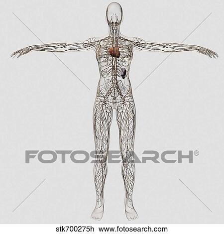 Drawing - Medical illustration of female lymphatic system with heart.. Fotosearch