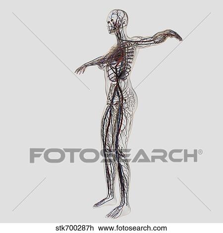 Medical illustration of female arteries, veins and lymphatic system. View Large Illustration Drawing - Medical illustration of female arteries, veins and lymphatic system.. Fotosearch