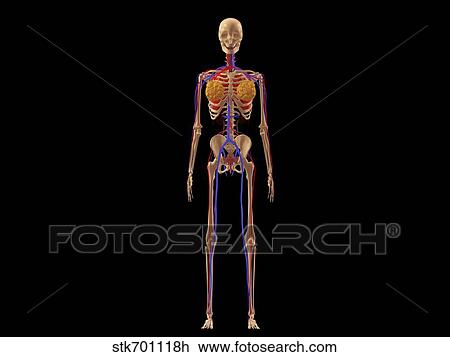 Medical illustration of female skeleton with veins and arteries. View Large Illustration Drawing - Medical illustration of female skeleton with veins and arteries.. Fotosearch