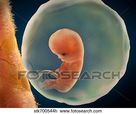 Medical illustration of fetus development at 9 weeks. View Large Illustration Drawing - Medical illustration of fetus development at 9 weeks.. Fotosearch