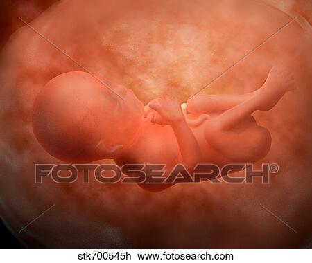 Medical illustration of fetus development at 24 weeks. View Large Illustration Drawing - Medical illustration of fetus development at 24 weeks.. Fotosearch