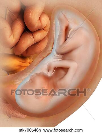Medical illustration of fetus development at 36 weeks. View Large Illustration Drawing - Medical illustration of fetus development at 36 weeks.. Fotosearch