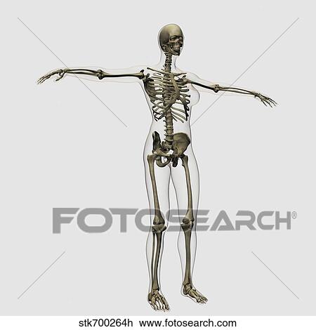 Drawing - Medical illustration of full female skeleton.. Fotosearch