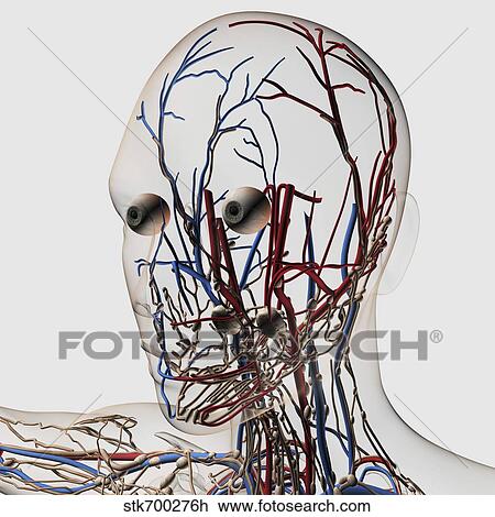 Medical illustration of head arteries, veins and lymphatic system. View Large Illustration Drawing - Medical illustration of head arteries, veins and lymphatic system.. Fotosearch